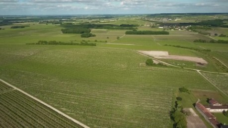 In the photo: Vineyards and vineyards.